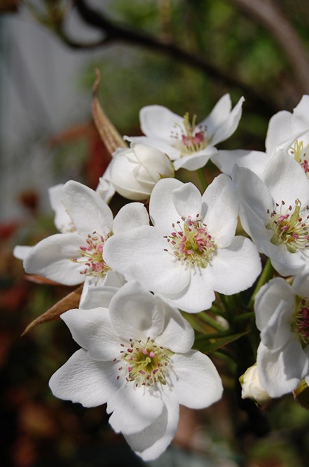 津軽リンゴの花