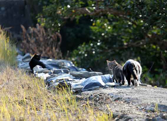 我が家のニャンコ♪2013/12/17-3
