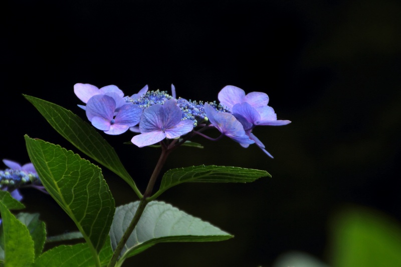 七曲りの紫陽花_06.jpg