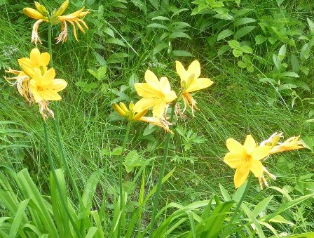 女満別から釧路へ　flower編