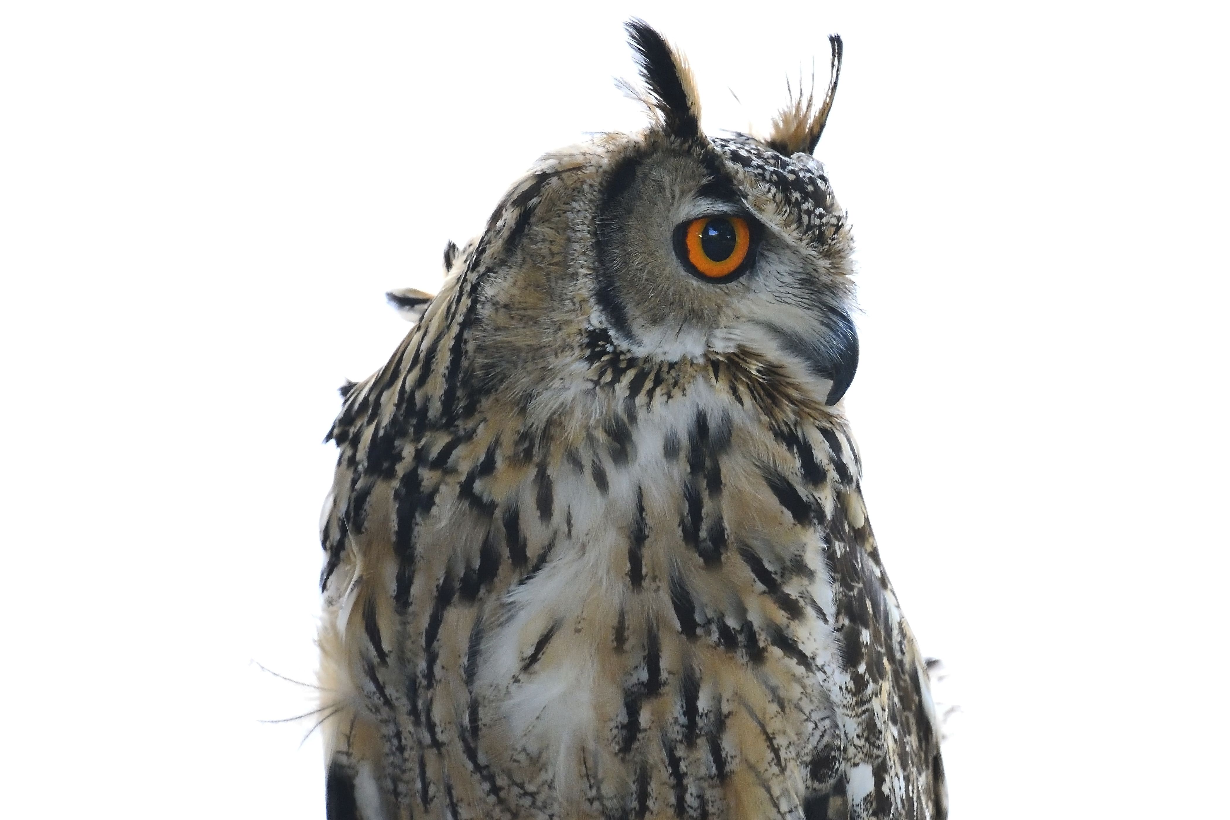 大阪城公園の守り神 トラフズク 氏 野鳥との日常生活を綴る 楽天ブログ