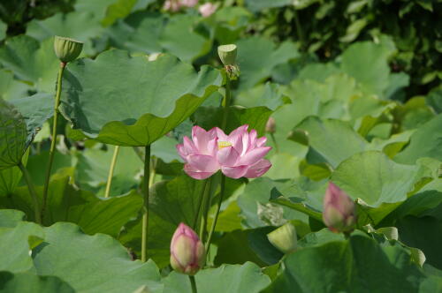 上野不忍池の蓮の花