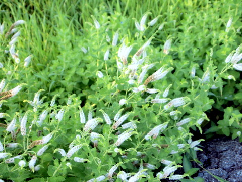 白い房状の花が咲く草