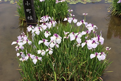 枚方　市民の森　花しょうぶ園