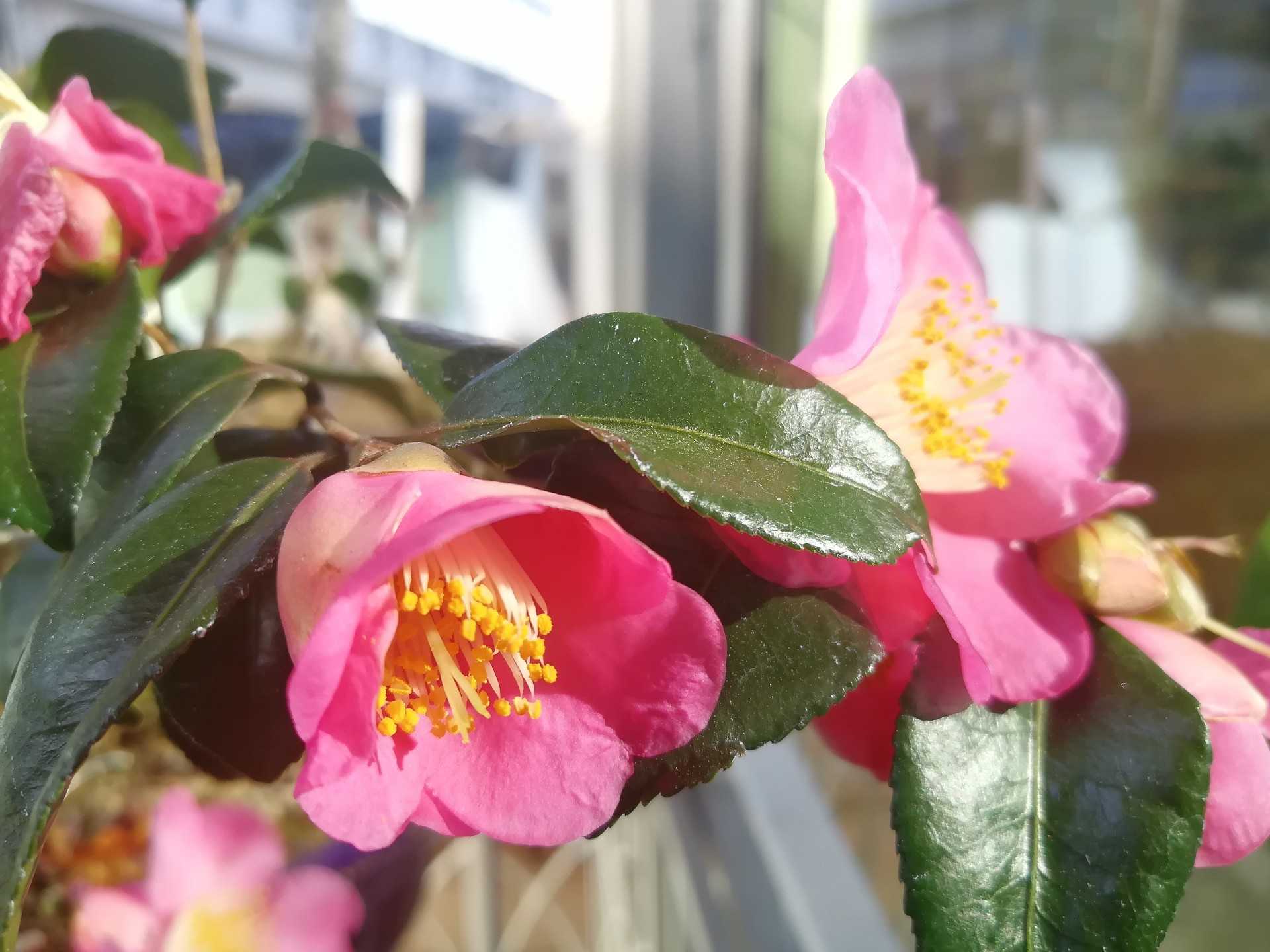 椿の名前 庭がなくても鉢バラでローズガーデン 楽天ブログ