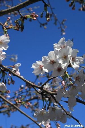 桜・さくら