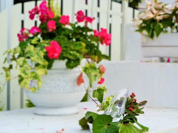 伊豆四季の花公園　伊豆高原　パルテール撮影