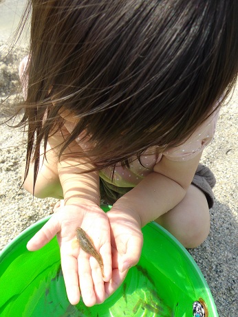 2歳次女も川魚（ヨシノボリ）にさわれました