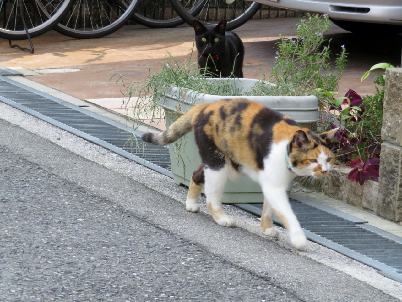 つまみ食いは許さニャイ の巻 人さまのネコ 楽天ブログ