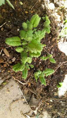 rblog-20140331112738-01.jpg