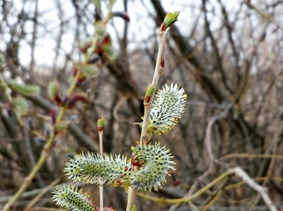20160330_154758 (400x299).jpg