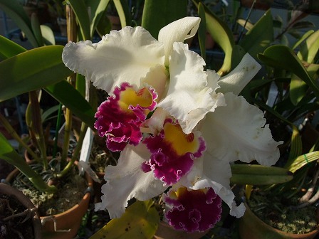 C. warscewiczii 'Frau Melanie Beyrodt' FCC/RHS ? 20120729