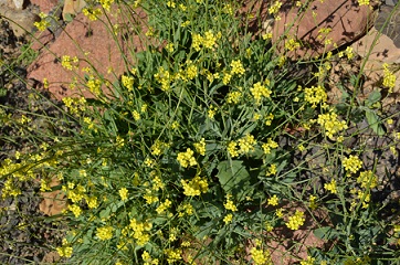 春の黄色のお花