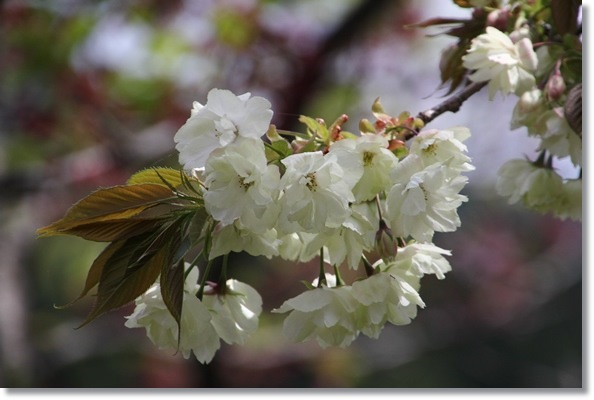 パーク獅子吼-10 鬱金-4 15.4.22