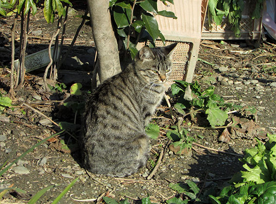 我が家のニャンコ♪2014/12/28-2