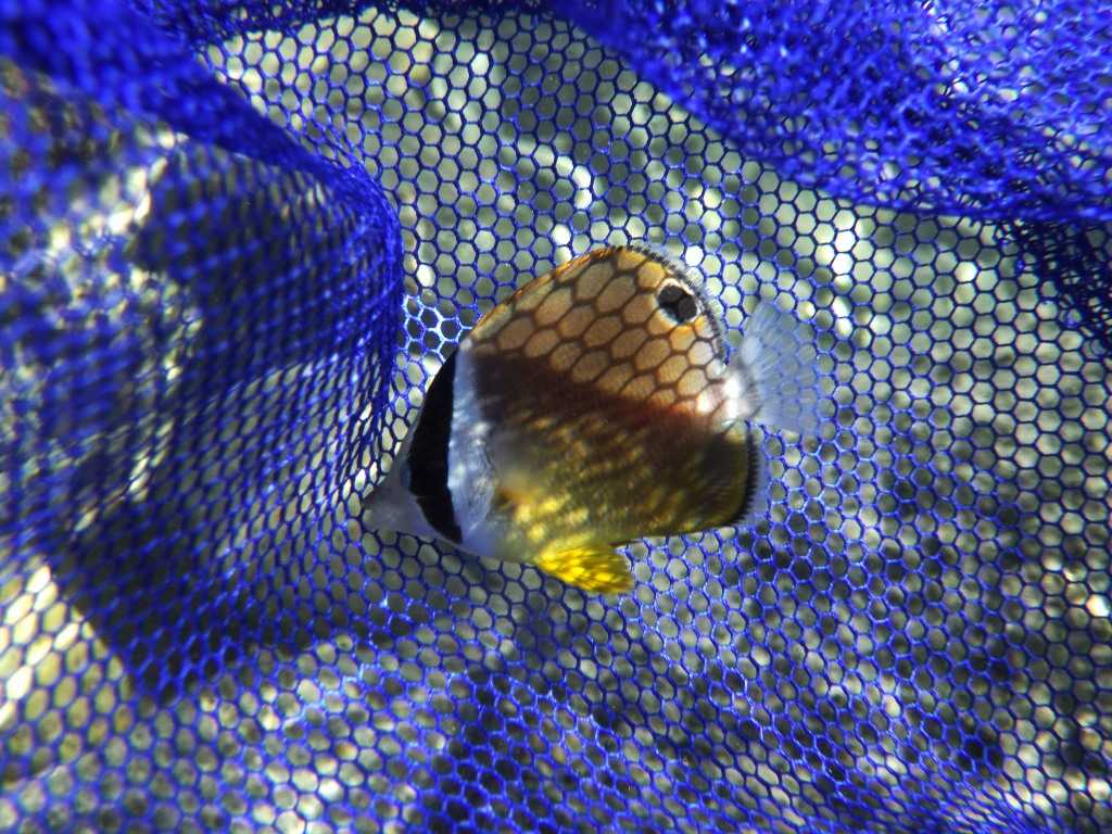 串本磯採集2023年8月上旬41　チョウチョウウオ（Chaetodon auripes）