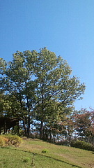 conv1475.JPG