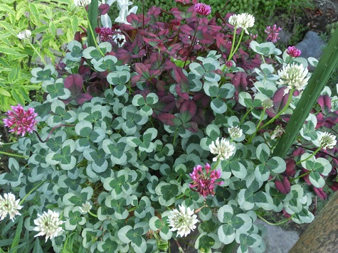 クローバーの寄せ植え