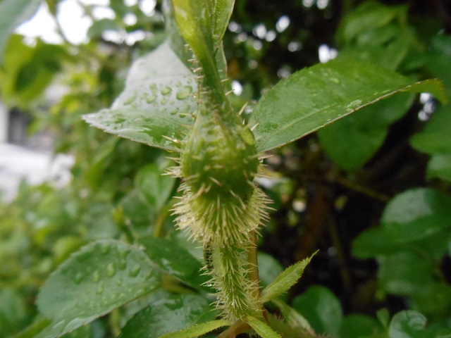 DSCN1532.JPG
