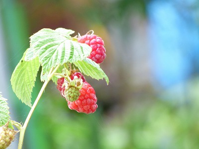 庭のラズベリー