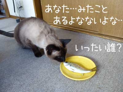 アジ４.JPG