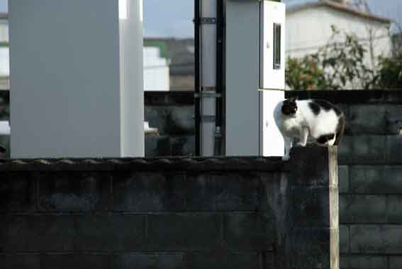 我が家のニャンコ♪2013/3/20-3