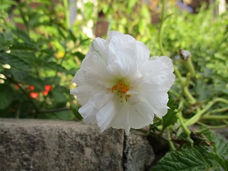 IMG_0637ss.jpg