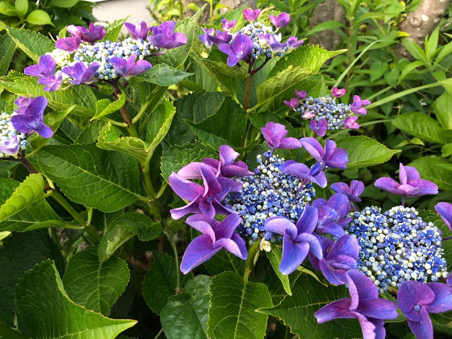 庭の紫陽花 尾上 茂 の日記 おのログ 楽天ブログ