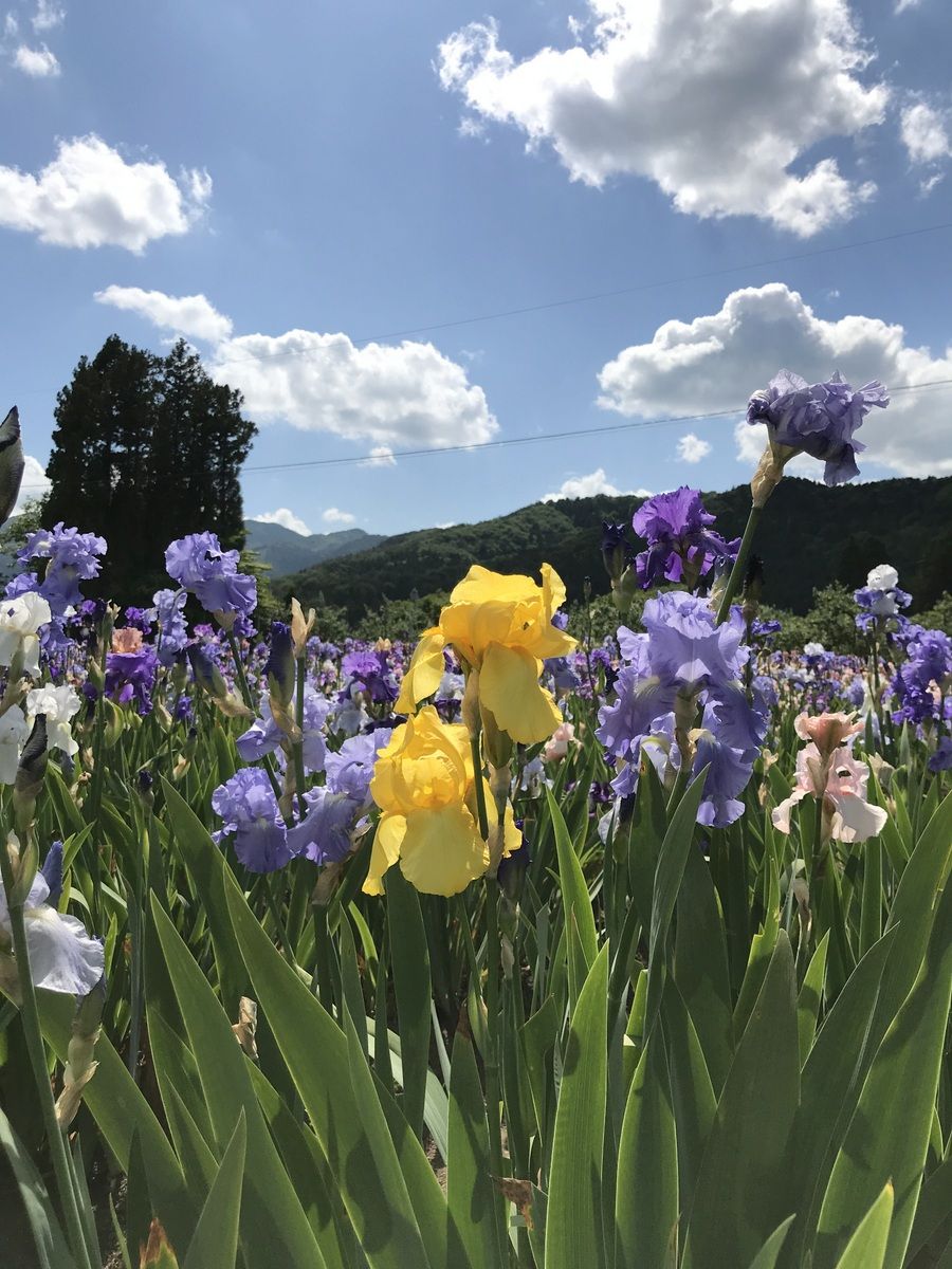 県央 矢巾町 虹の花と呼ばれる ジャーマンアイリス イーハトーブログ 楽天ブログ