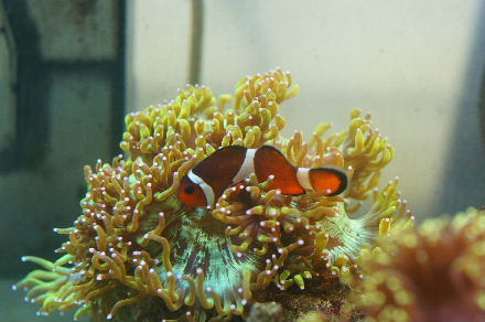 2015_0106魚ﾀﾝｸﾒｲﾄ0004.JPG