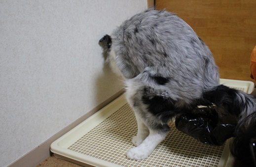 ウンチ