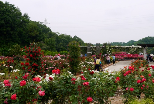 P1060925.jpg