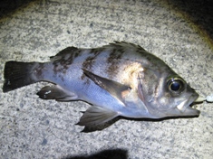 2月2日 11時1分16cm