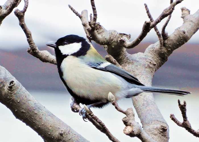 シジュウカラ18