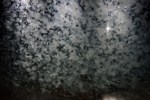 加茂水族館のクラゲ (3)・ミズクラゲ.jpg