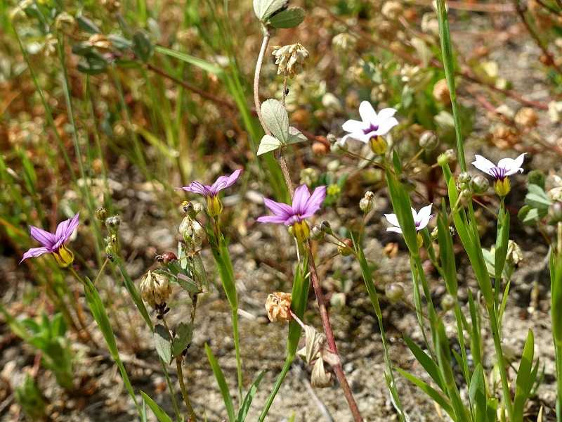 4月21日 今日の一花 その２ ニワゼキショウ 庭石菖 Gazengamaのブログ 散歩中に出合った花と趣味の陶芸作品 楽天ブログ