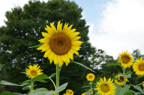 花の丘のヒマワリ