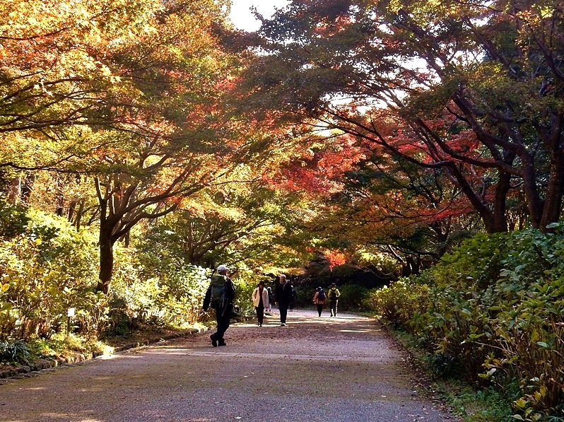 あじさい坂1.JPG