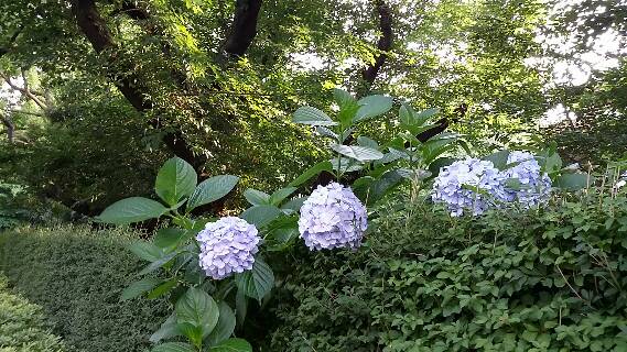 東大紫陽花