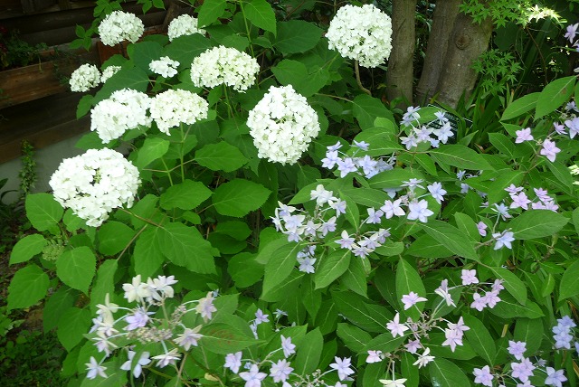 P1030957ss.jpg