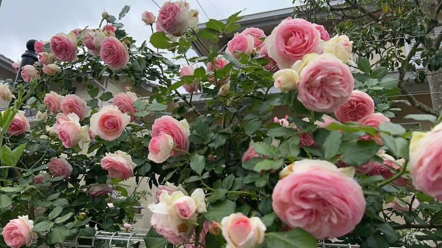 要問い合せ♥️美しい薔薇に癒されて♥️フランス調　薔薇　ライト　ランプ　ピンク 要問い合せ♥️美しい薔薇に癒されて♥️フランス調 薔薇 ライト