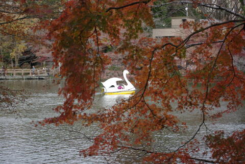 井の頭恩賜公園の紅葉