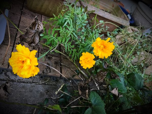 rblog-20161129163332-02.jpg