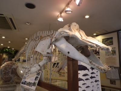 貝塚市立自然遊学館2015年3月下旬4　マゴンドウの骨格標本