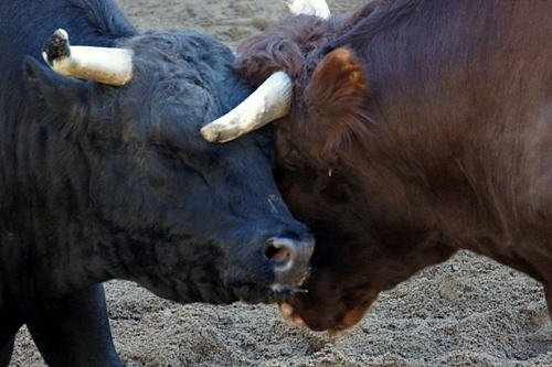 山古志　闘牛
