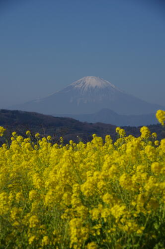 吾妻山公園