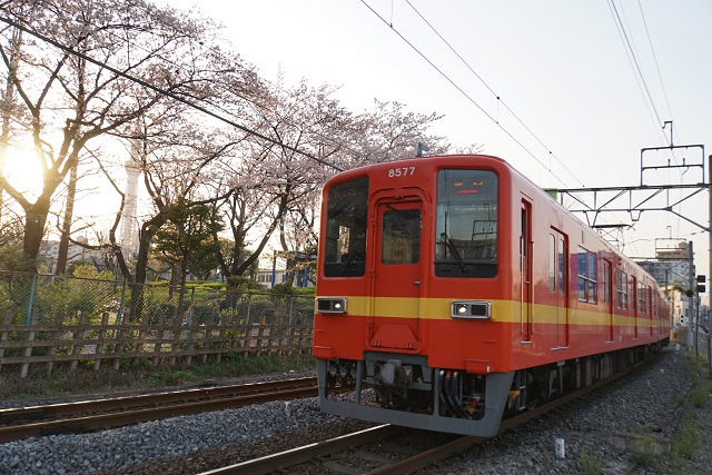 東武亀戸線 桜舞う 東あづま界隈5