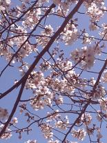 画像 2058桜３.JPG