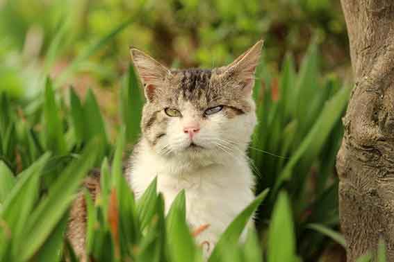 我が家のニャンコ♪2016/4/12-3