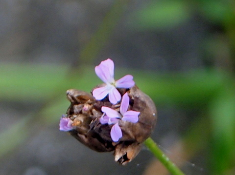 イヌコモチナデシコの花20120728